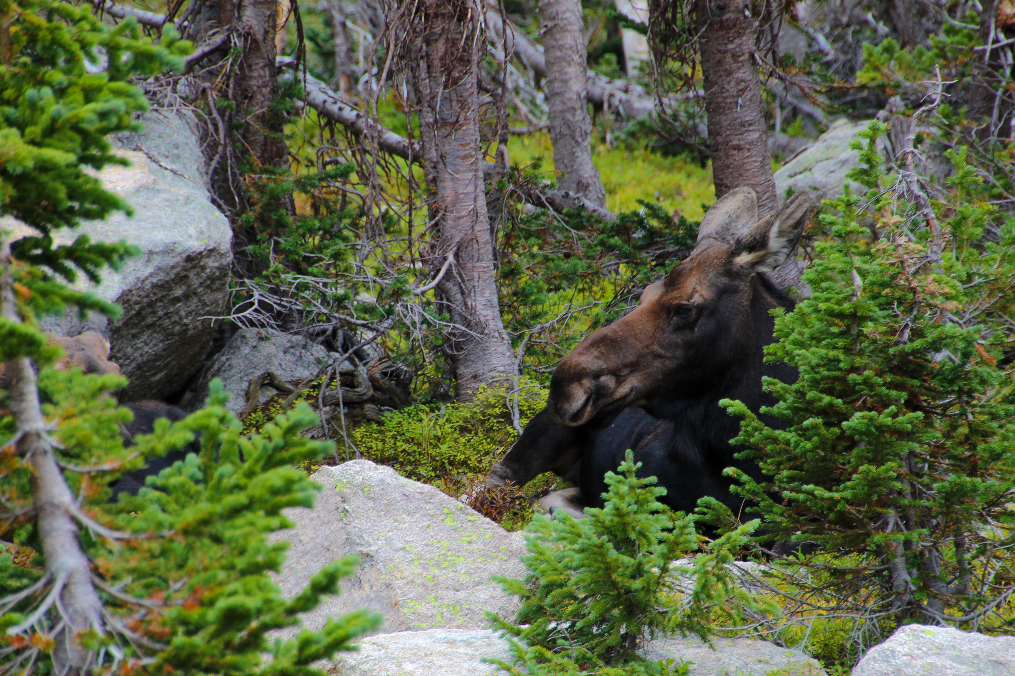 Elk Moose Crossing, CO